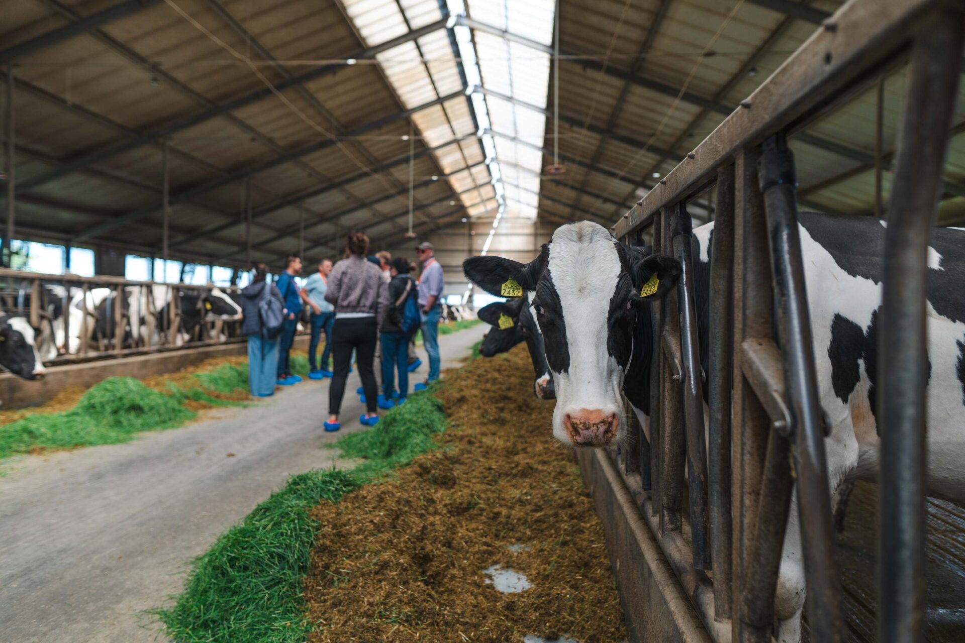 Duurzaamheid centraal tijdens internationaal zuivelcongres in Leeuwarden