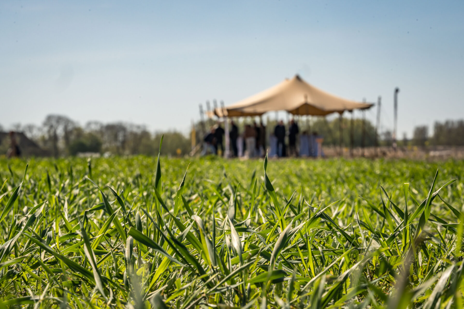 Middelsee Royal Koopmans Nedertarwe